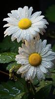 ai généré Marguerite fleur blanc pétales et Jaune pistils épanouissement photo