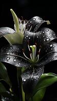 ai généré lis noir fleur fleur décoration plante fond d'écran photo