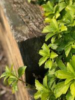 vert feuilles sur le Contexte de une en bois clôture dans le jardin. photo