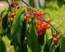 cerises sur une arbre branche dans le jardin. mûr cerises. photo