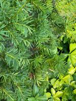 vert feuilles de le if dans le jardin. Naturel Contexte. photo