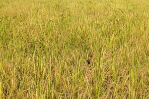 fermer arrière-plans de riz des champs rempli avec oreilles de divers les types de riz près des arbres. photo