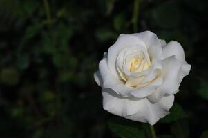 blanc Rose sur noir Contexte dans jardin. Valentin et fleur photo