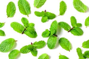 menthe feuille. Frais menthe sur blanc Contexte. menthe feuilles isolé. herbe et médicament Contexte photo