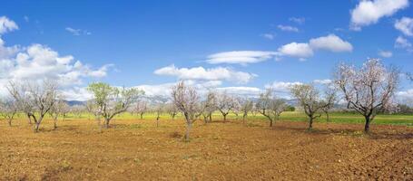 printemps splendeur dans le verger. épanouissement des arbres et bleu ciels photo