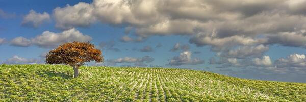 automnal arbre permanent solo sur une colline surplombant une Jeune vignoble photo