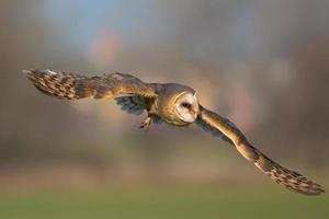 chouette effraie, tyto alba photo