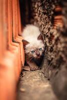 chat chiot. blanc félin avec bleu yeux, lionceau penché contre mur avec lentille brouiller photo