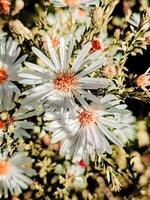 aster. petit, délicat fleur avec blanc pétales. macro photo de flore avec lumière du soleil