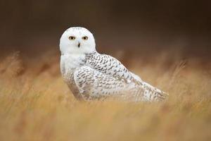 harfang des neiges, bubo scandiacus photo