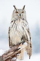 hibou grand duc sibérien photo