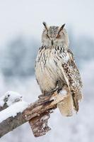 hibou grand duc sibérien photo