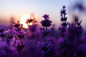 lavande fleur champ fermer sur coucher de soleil, Frais violet aromatique fleurs pour Naturel Contexte. conception modèle pour mode de vie illustration. violet lavande champ dans Provence, France. photo