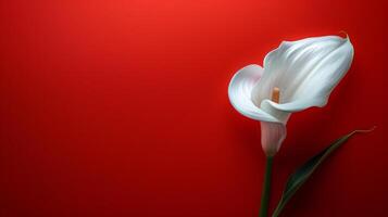 ai généré Célibataire blanc fleur sur rouge Contexte photo