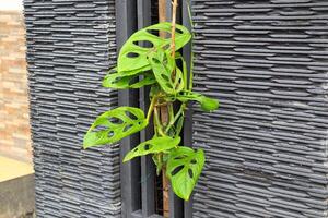 monstera oblique ou aussi souvent appelé le janda bolong plante est une très rare ornemental plante et est très bien comme un ornemental plante. coincé à le mur de le maison photo