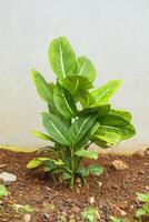 aglaonema Siam Roi ornemental plante fermer photo