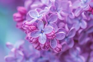 ai généré fermer de une magnifique épanouissement violet lilas. photo