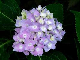 bouchent fleur d'hortensia photo