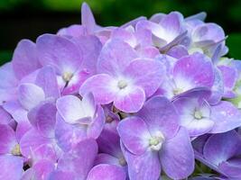 bouchent fleur d'hortensia photo