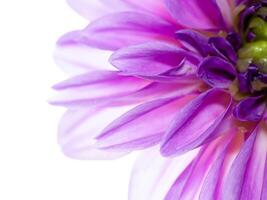 proche en haut de dahlia fleur. photo