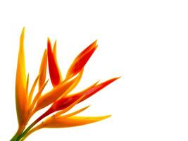 proche en haut heliconia fleur photo