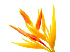 proche en haut heliconia fleur photo