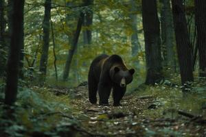 ai généré vue de sauvage ours ours en marchant dans forêt. photo