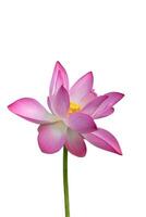 proche en haut rose lotus fleur. photo