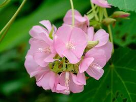 proche en haut de rose dombeya fleur photo