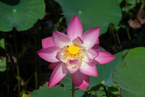 proche en haut rose lotus fleur. photo