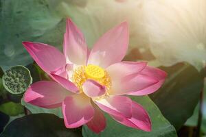 proche en haut rose lotus fleur. photo