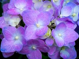 bouchent fleur d'hortensia photo