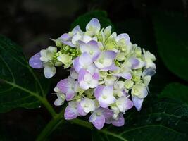 bouchent fleur d'hortensia photo