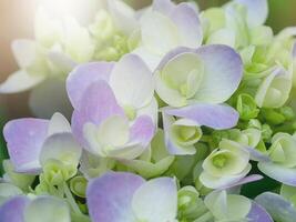 bouchent fleur d'hortensia photo