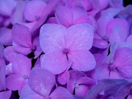 bouchent fleur d'hortensia photo