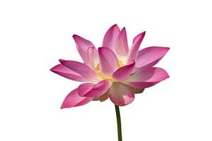 proche en haut rose lotus fleur. photo