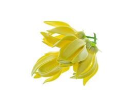 parfumé fleurs de escalade ylang Ylang photo