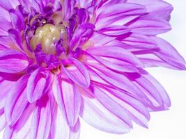 proche en haut de dahlia fleur. photo