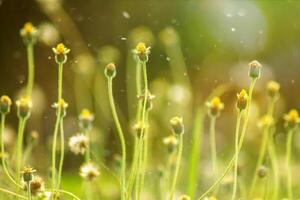 fleur d'herbe avec la lumière du soleil photo