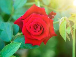 foncé rose de damassé Rose fleur. photo