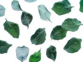 sec feuilles de vitex trifolié photo