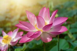 proche en haut rose lotus fleur. photo