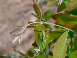 eucalyptus arbre croissance. photo