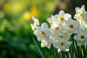 ai généré blanc jonquilles dans une fleur jardin dans printemps. photo
