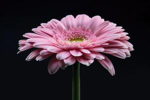 ai généré magnifique épanouissement rose gerbera Marguerite fleur sur noir Contexte. photo