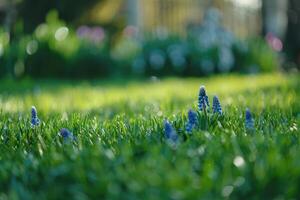 ai généré fermer de violet floraison les plantes sur jardin photo