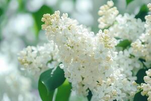 ai généré fermer de une magnifique épanouissement blanc lilas. photo