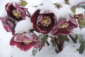 ai généré helleborus fleurs avec neige dans jardin, ellébore hiver Rose fleurit photo