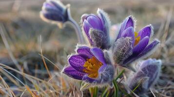 ai généré fleurs de le anémone ou pulsatille patènes. premier printemps épanouissement fleur photo