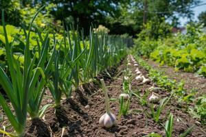 ai généré Ail dans le légume jardin. le concept de printemps ou l'automne jardinage. photo